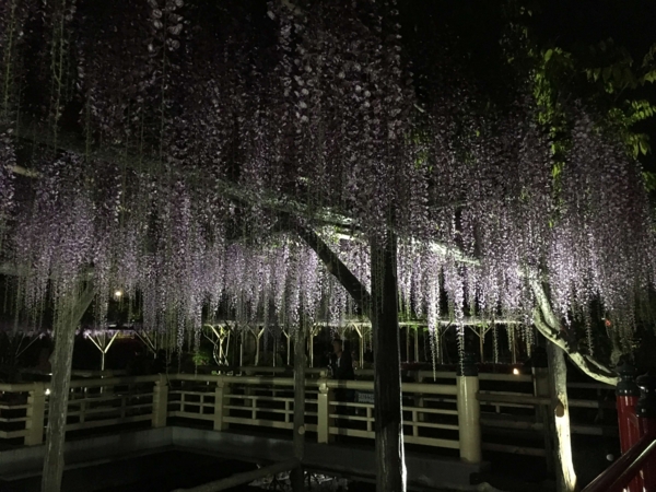 亀戸天神 藤まつり 亀戸天神 藤まつり