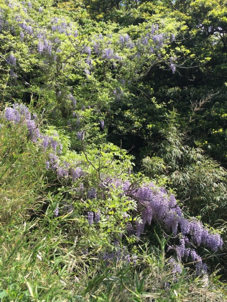 鋸山麓の藤