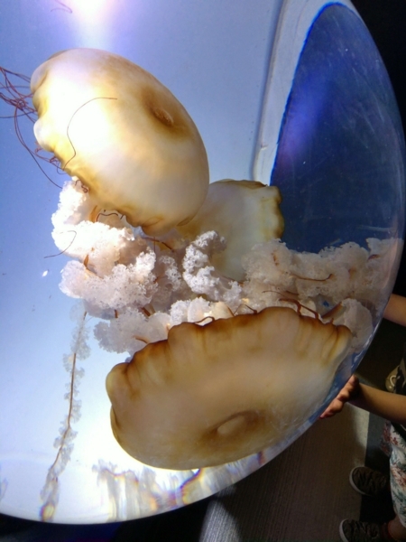 サンシャイン水族館のクラゲ
