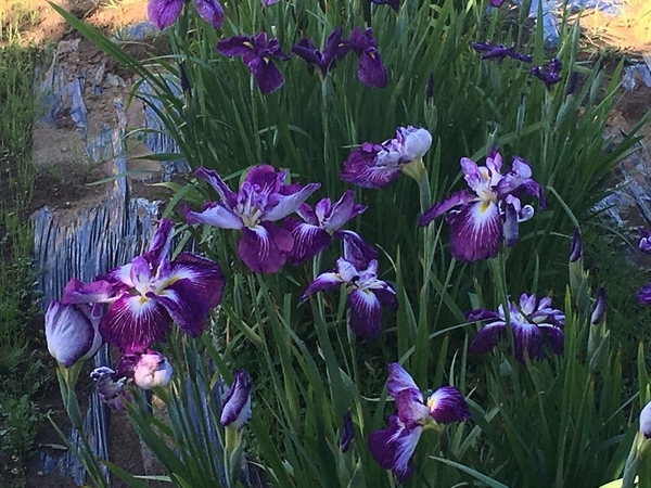 f:id:giovannna:20190623224513j:plain f:id:giovannna:20190623224513j:plain