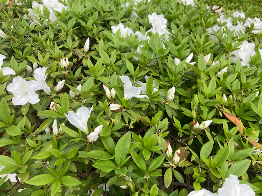 f:id:giovannna:20240509161521p:image