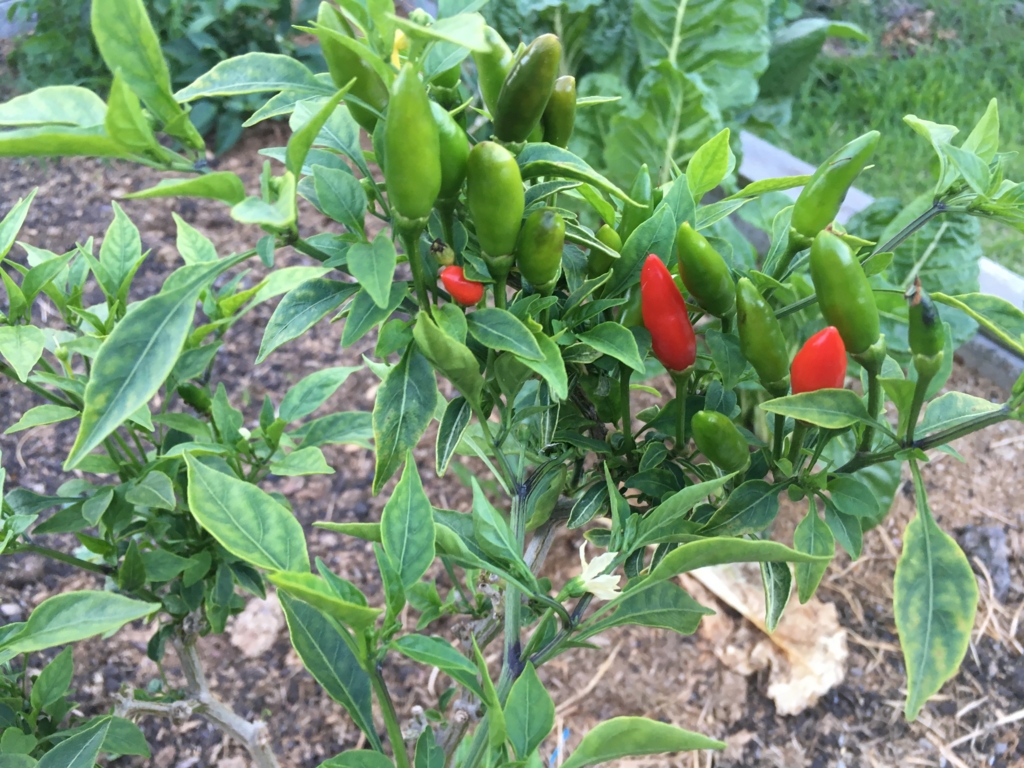 f:id:giriholiday30:20170105210707j:plain