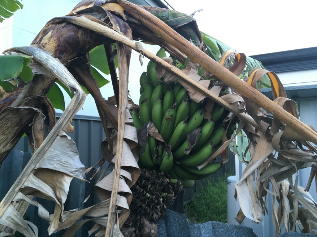 f:id:giriholiday30:20170105210805j:plain