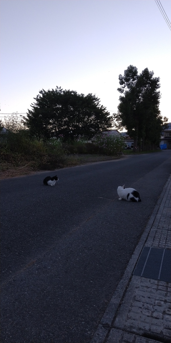 f:id:girochacha:20210920180642j:plain