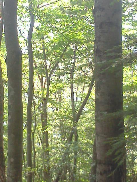 f:id:gitonszimmer:20130812021736j:image:w300:left