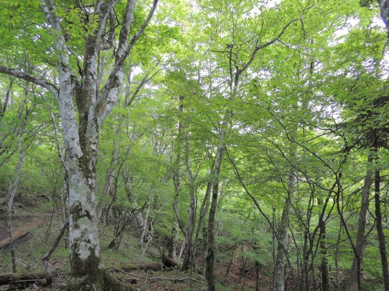 f:id:gitonszimmer:20140530051631j:image:w360:left