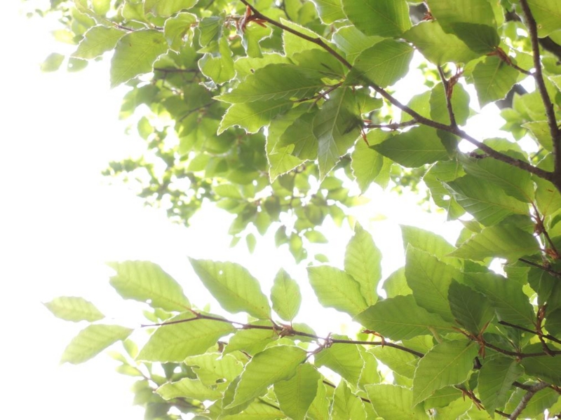 f:id:gitonszimmer:20140603031604j:image:w360:right
