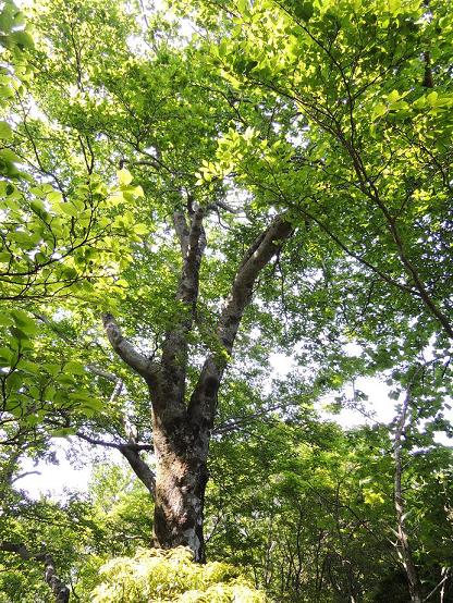 f:id:gitonszimmer:20140603031606j:image:w360:left