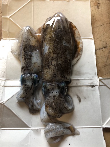 f:id:gix3-7:20190916195312j:image