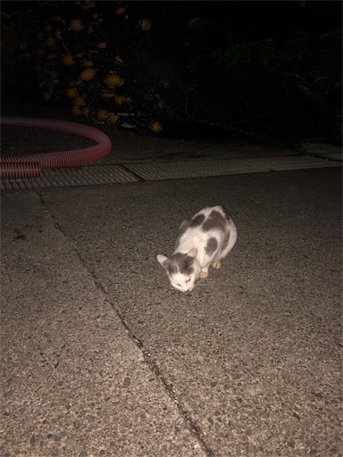 f:id:gix3-7:20191024125143j:image