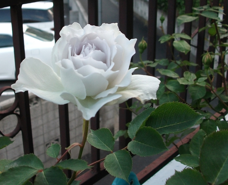 f:id:giya3ra5g7sko:20130502184113j:image