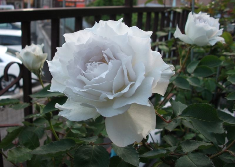 f:id:giya3ra5g7sko:20130502184116j:image