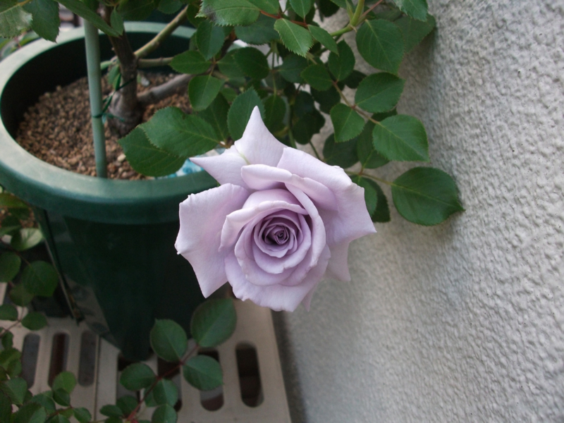 f:id:giya3ra5g7sko:20130502184412j:image