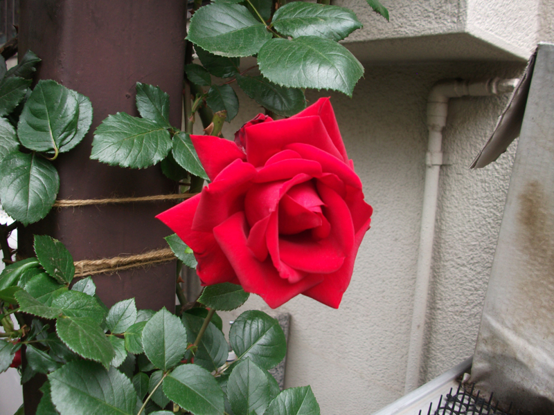 f:id:giya3ra5g7sko:20130502185534j:image