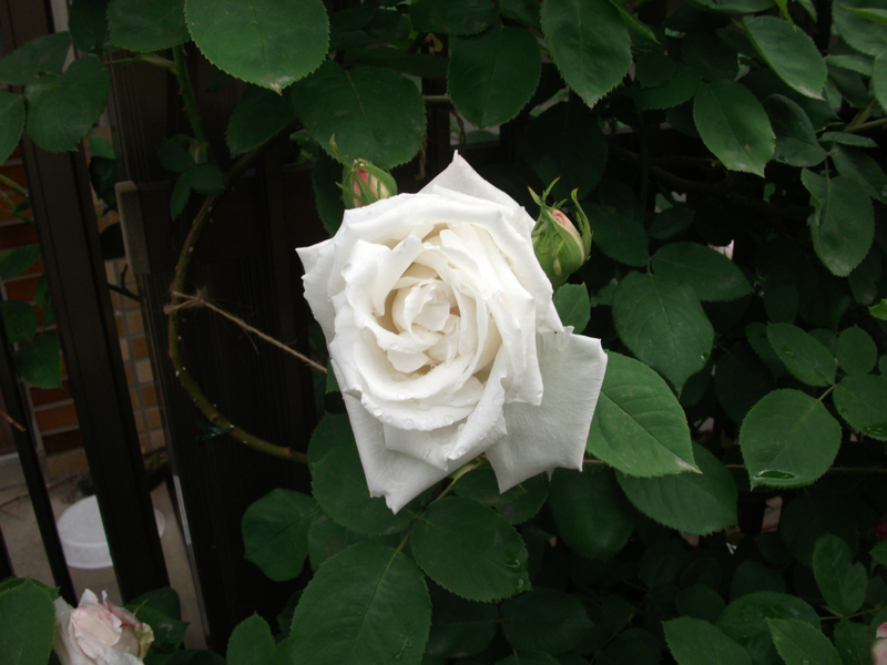 f:id:giya3ra5g7sko:20130502190004j:image