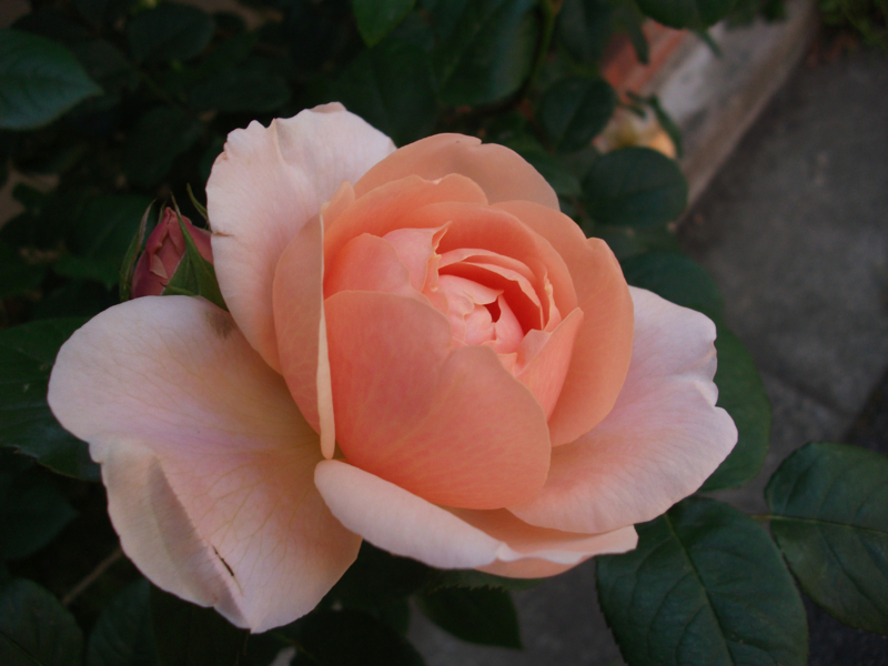 f:id:giya3ra5g7sko:20130528041501j:image
