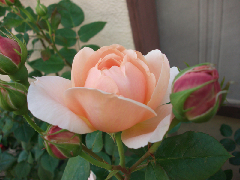 f:id:giya3ra5g7sko:20130528041505j:image