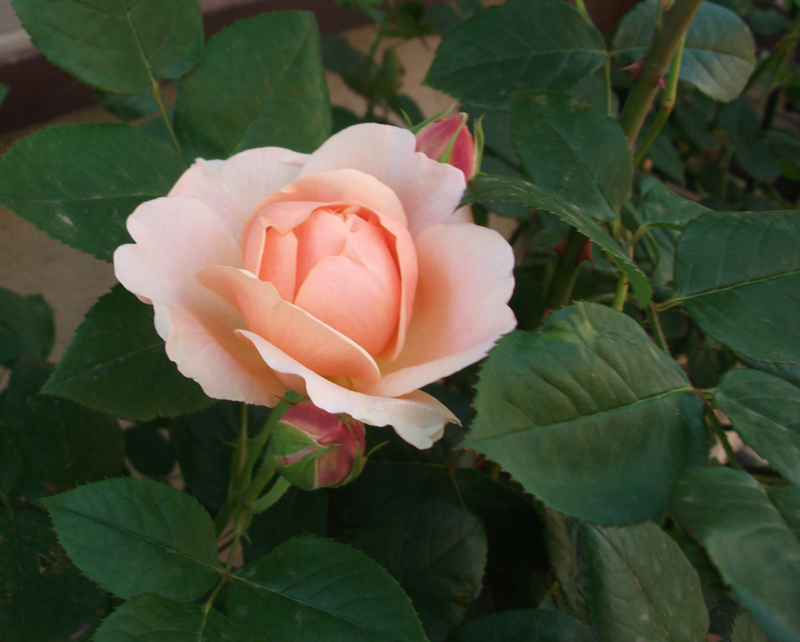 f:id:giya3ra5g7sko:20130528041508j:image