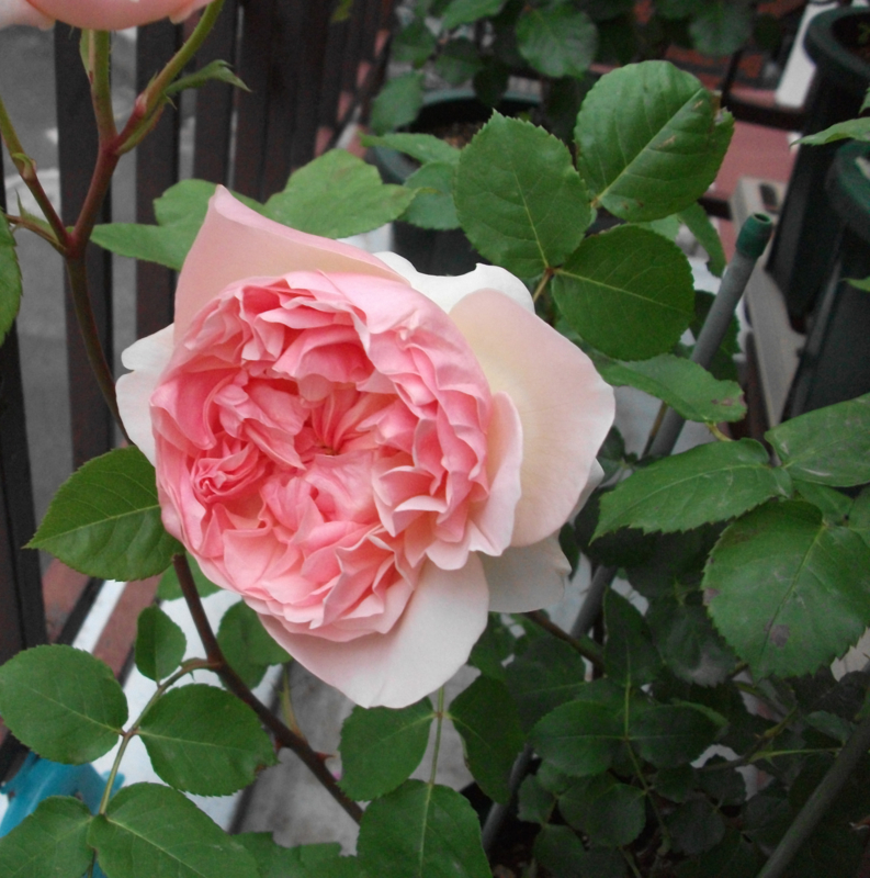 f:id:giya3ra5g7sko:20130528041536j:image