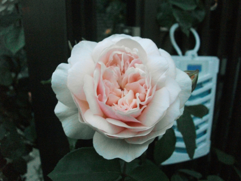 f:id:giya3ra5g7sko:20130528041707j:image