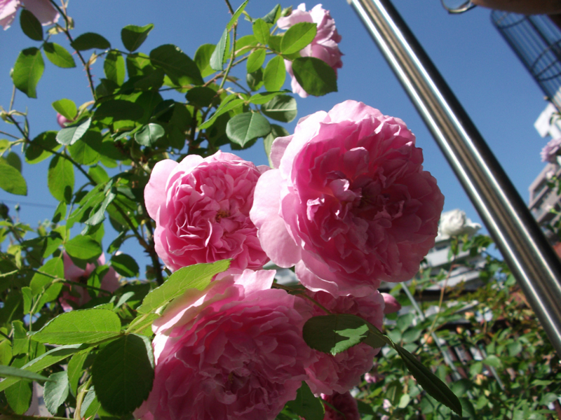 f:id:giya3ra5g7sko:20130528041805j:image