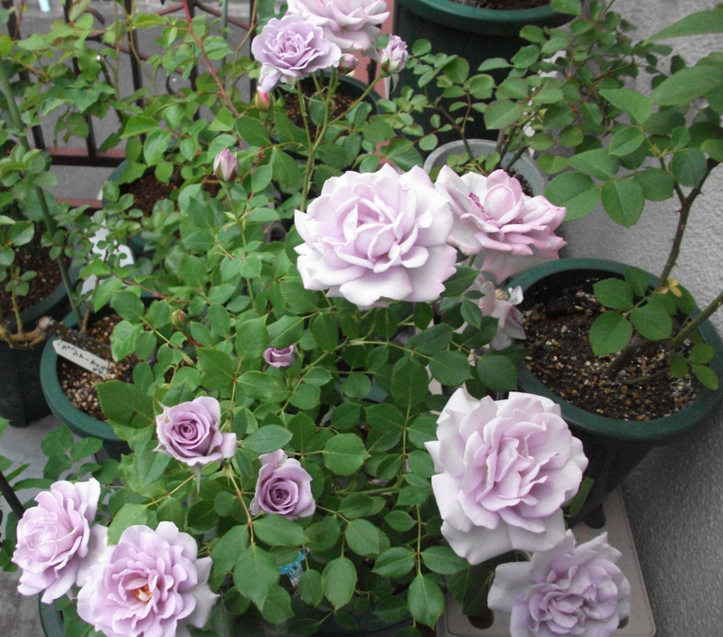 f:id:giya3ra5g7sko:20130528041836j:image