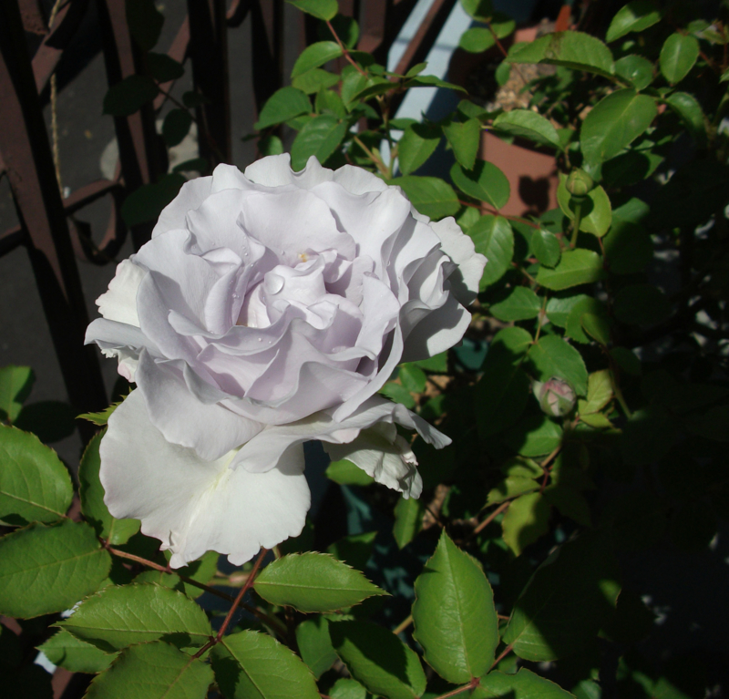 f:id:giya3ra5g7sko:20130528041915j:image