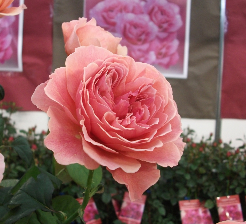 f:id:giya3ra5g7sko:20130528042335j:image