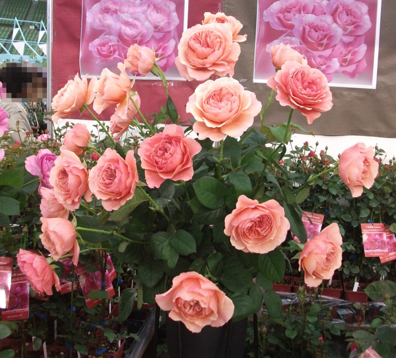 f:id:giya3ra5g7sko:20130528042338j:image