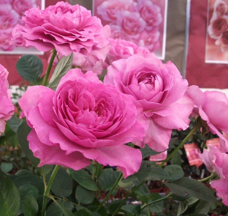 f:id:giya3ra5g7sko:20130528042430j:image