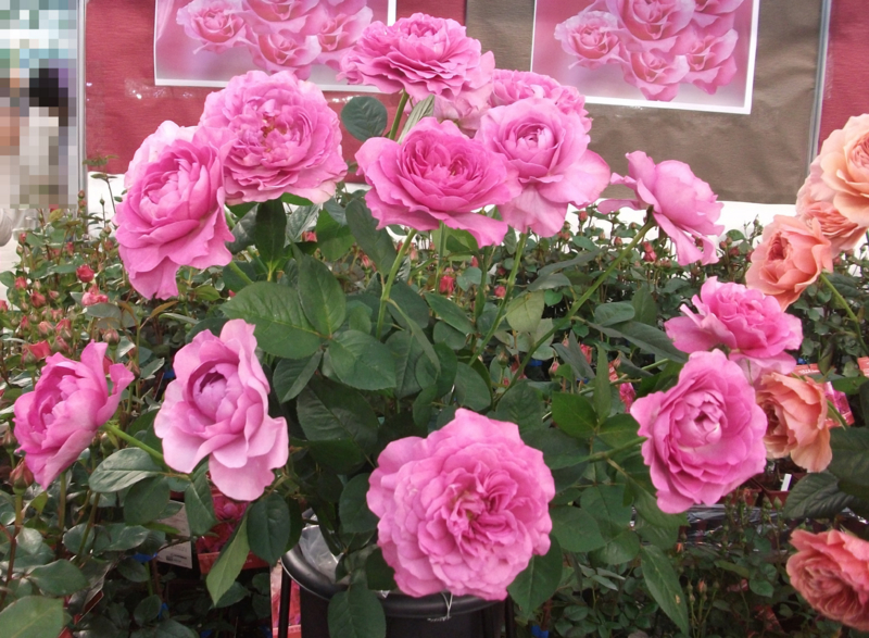 f:id:giya3ra5g7sko:20130528042434j:image