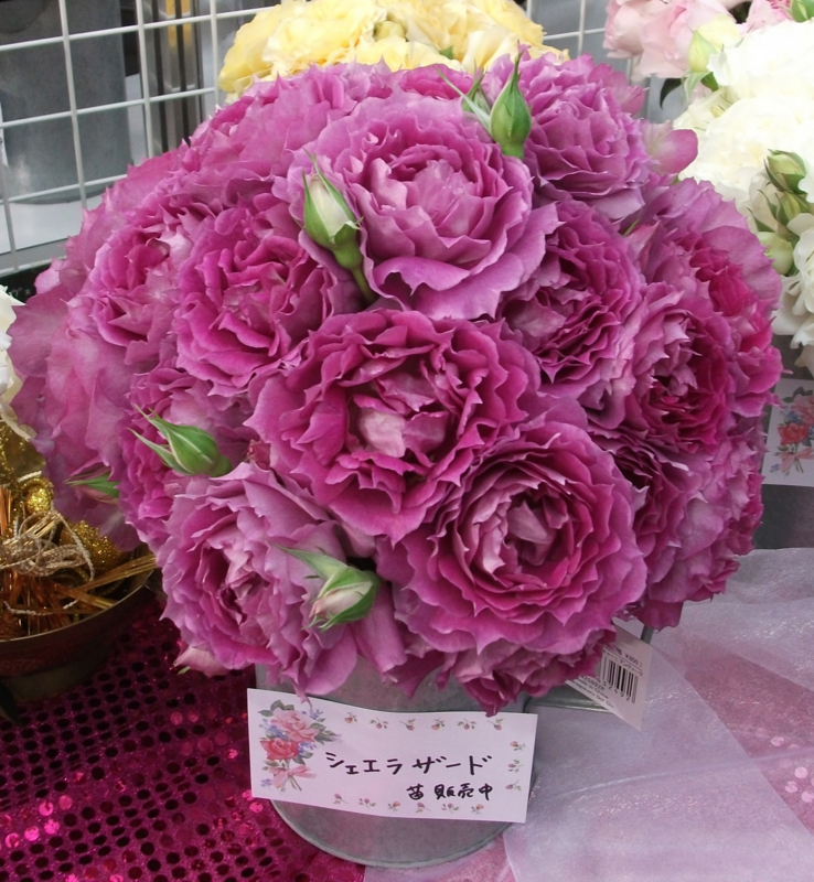 f:id:giya3ra5g7sko:20130528043059j:image