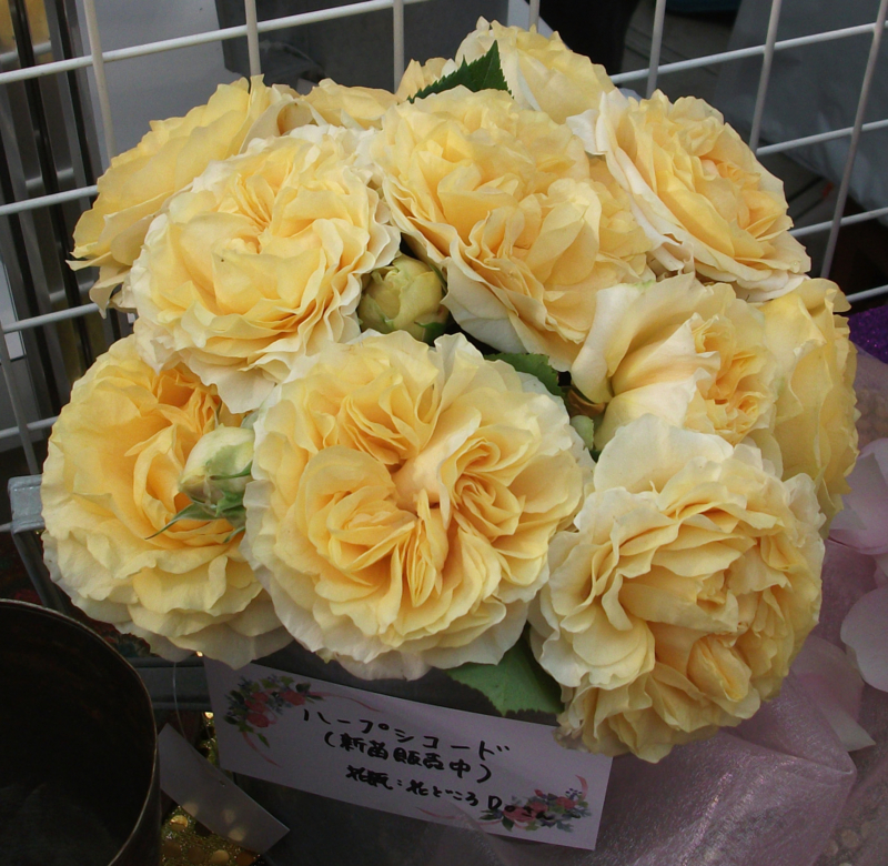 f:id:giya3ra5g7sko:20130528043245j:image
