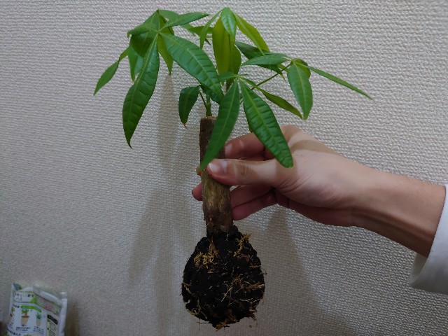 f:id:giyamann17:20210916192946j:image f:id:giyamann17:20210916192946j:image