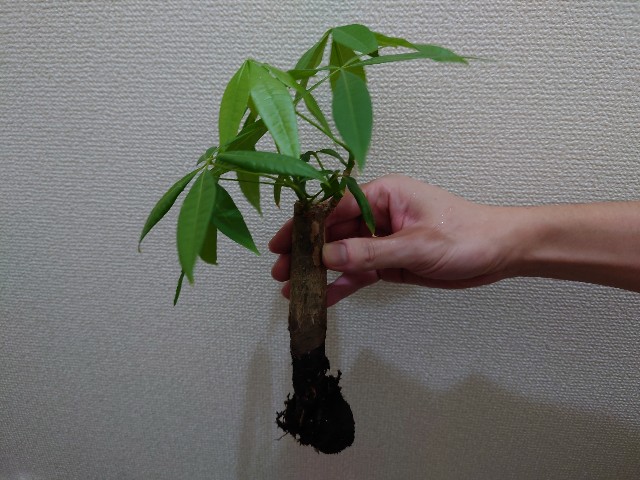 f:id:giyamann17:20210916193056j:image f:id:giyamann17:20210916193056j:image