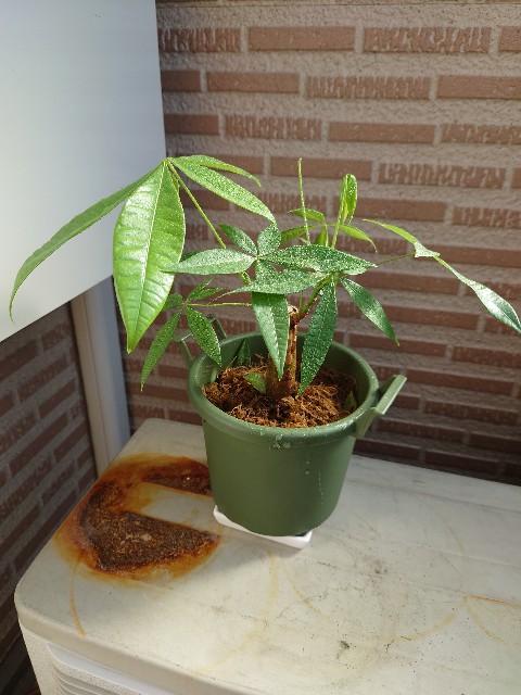 f:id:giyamann17:20211123111353j:image f:id:giyamann17:20211123111353j:image