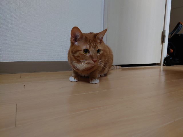 f:id:giyamann17:20211123111556j:image f:id:giyamann17:20211123111556j:image