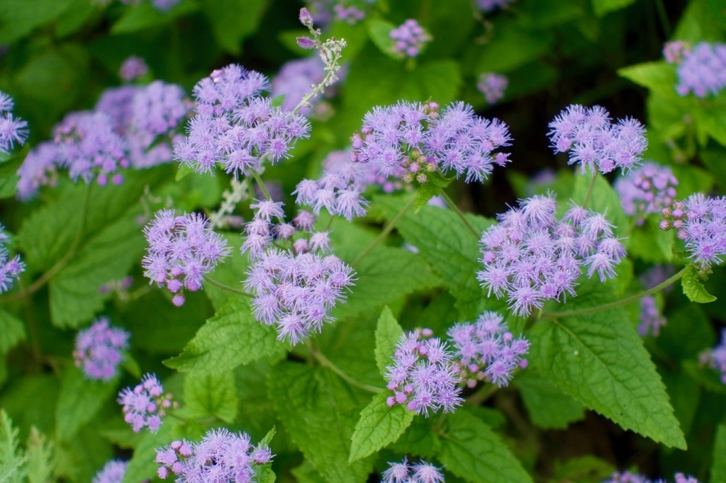 f:id:gizagizafitzroy:20181007013306j:plain