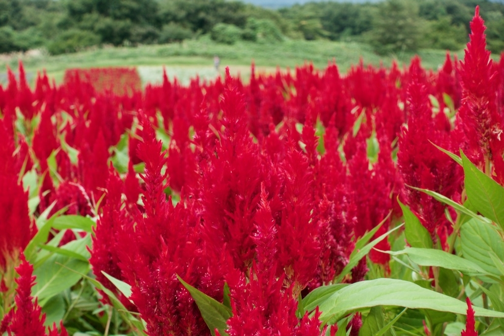 f:id:gizagizafitzroy:20181007013324j:plain