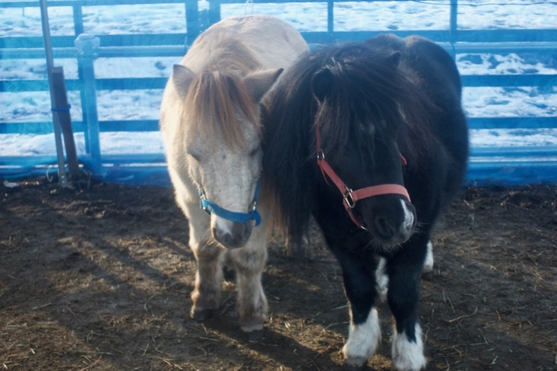 f:id:gizagizafitzroy:20181207112024j:plain