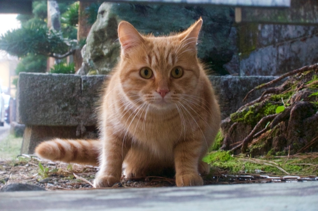 f:id:gizagizafitzroy:20190124141016j:plain