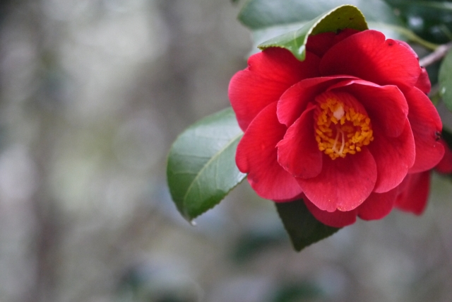 f:id:gizagizafitzroy:20190126144605j:plain