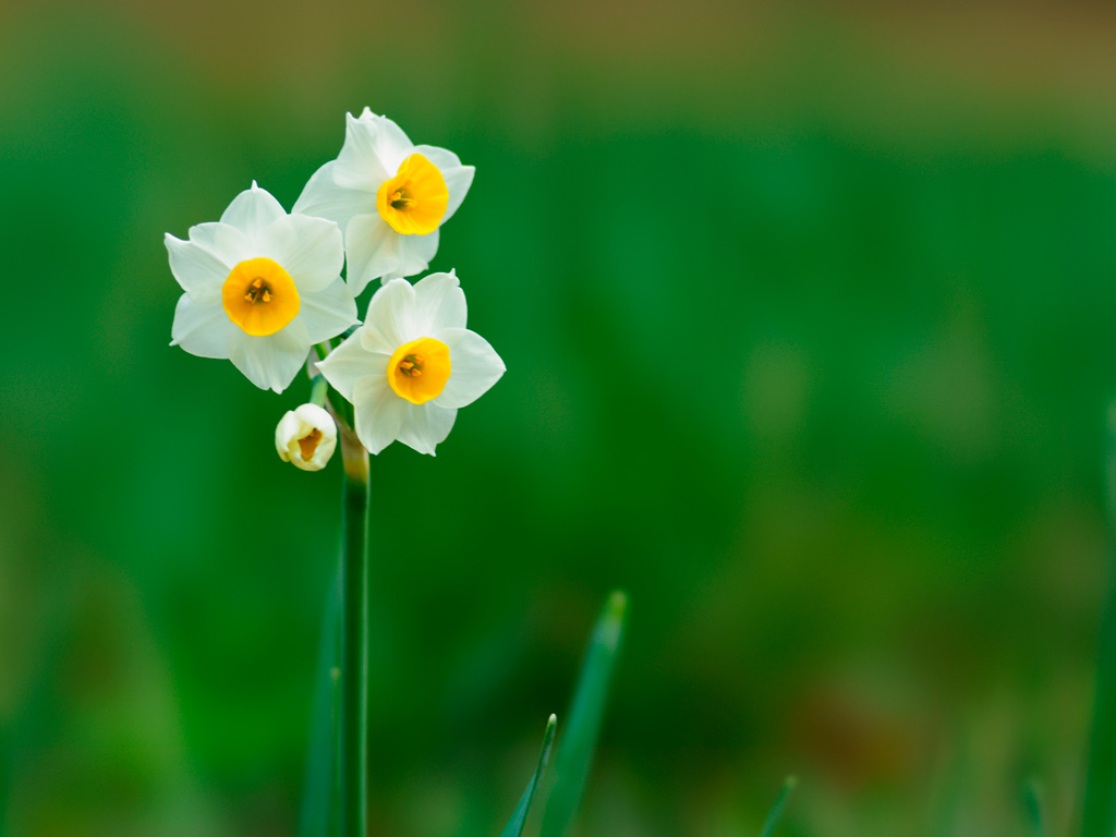 f:id:gizagizafitzroy:20190126145105j:plain