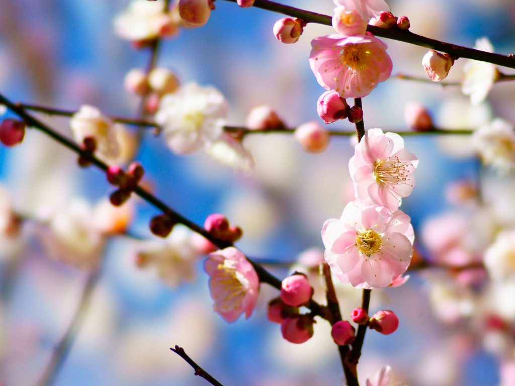 f:id:gizagizafitzroy:20190126150500j:plain