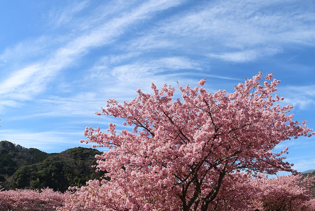 f:id:gizagizafitzroy:20190126151255j:plain