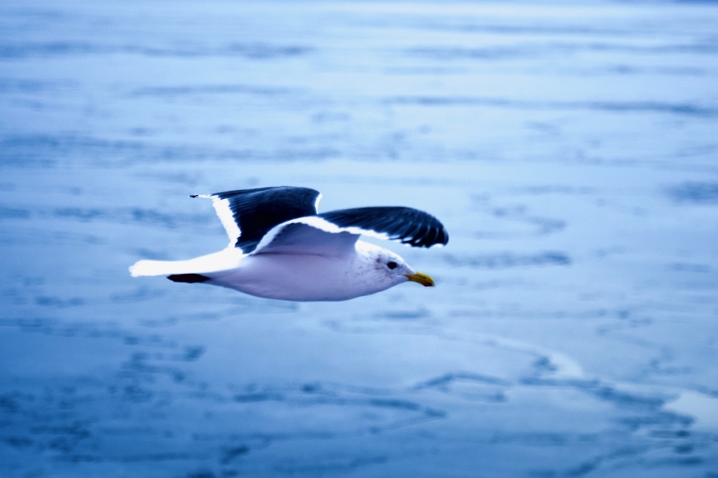 f:id:gizagizafitzroy:20190227024534j:plain