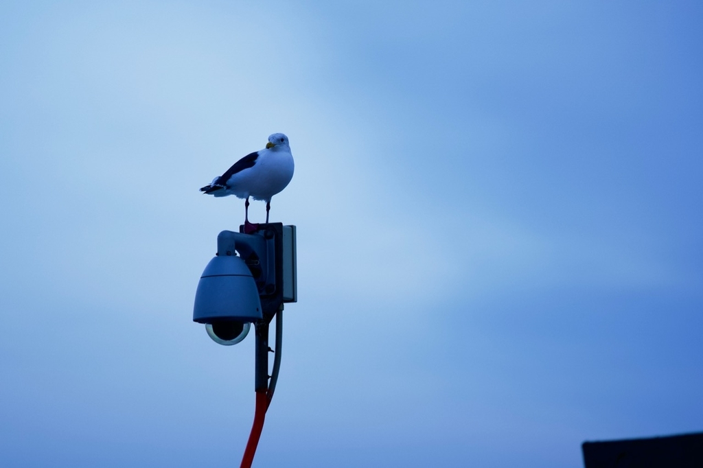 f:id:gizagizafitzroy:20190227024638j:plain