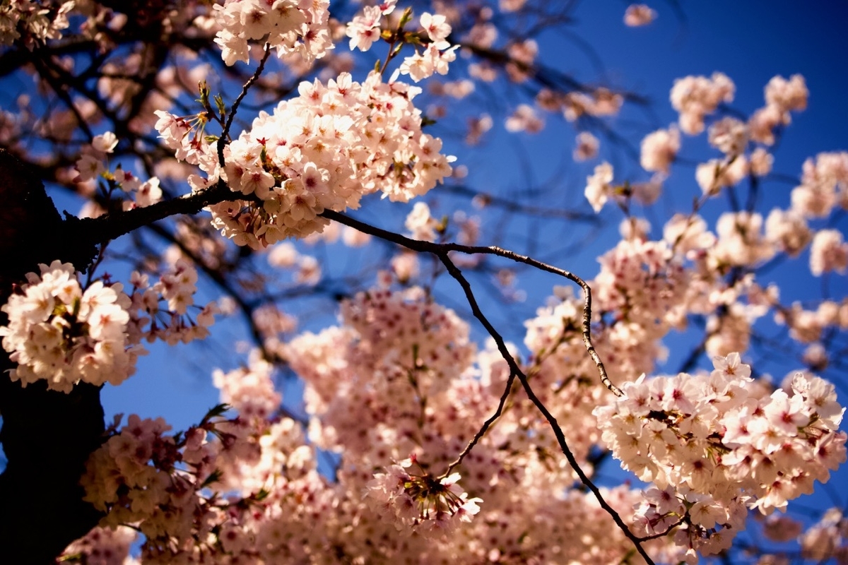f:id:gizagizafitzroy:20190408012953j:plain f:id:gizagizafitzroy:20190408012953j:plain