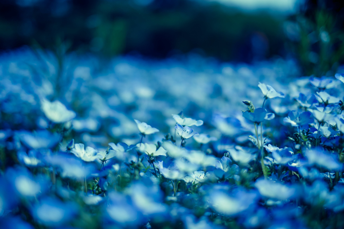 f:id:gizagizafitzroy:20190408013542j:plain