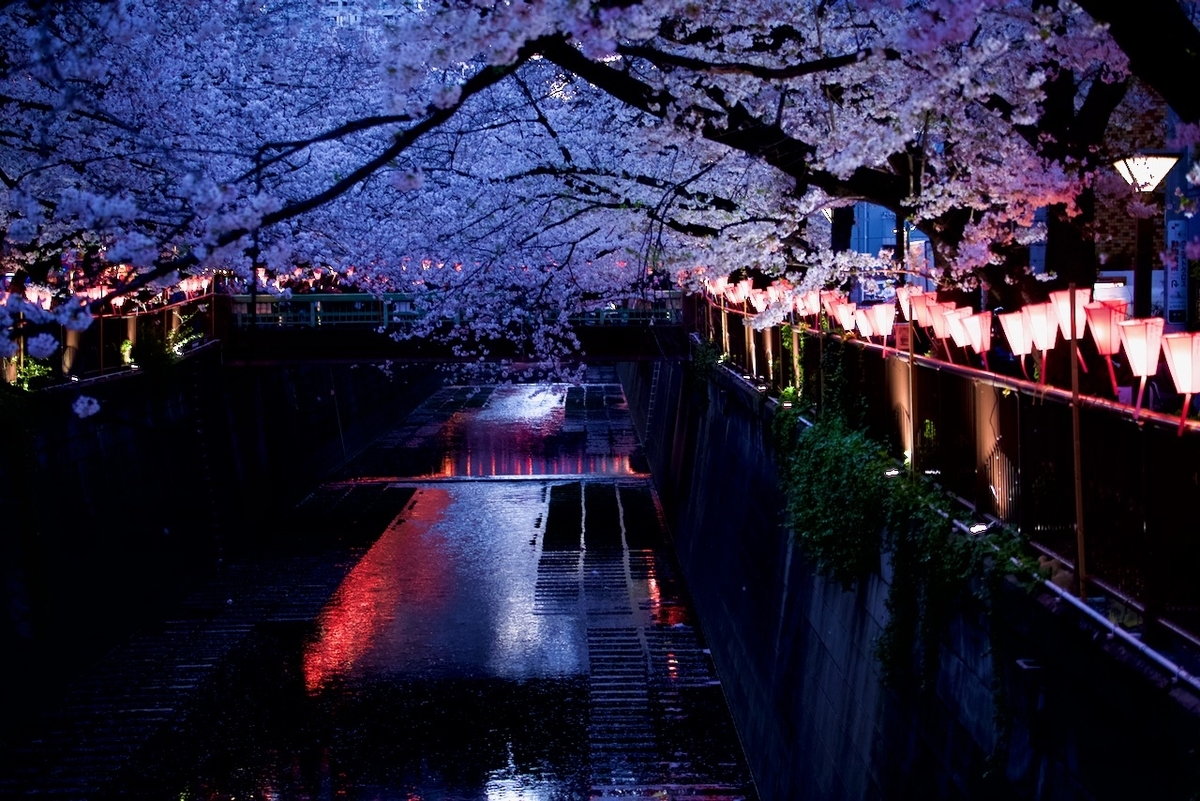 目黒川の桜を撮影：夜編│Giza*2